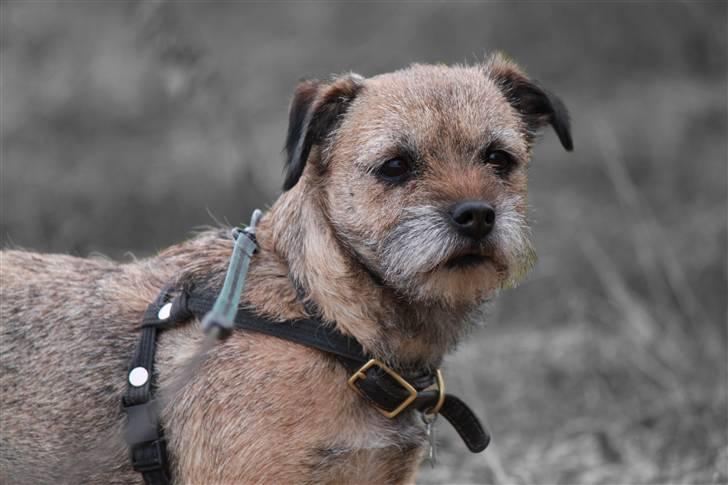 Border terrier Mille billede 12