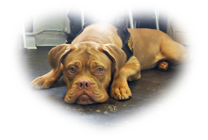 Dogue de bordeaux Emma (Tinke Grandis) - Emma d.24/3-2011 med mor på arbejde:) billede 16