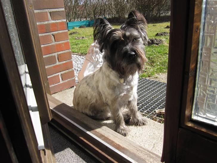 Cairn terrier .•:*¨¨*:•.Olli.•:*¨¨*:• billede 9