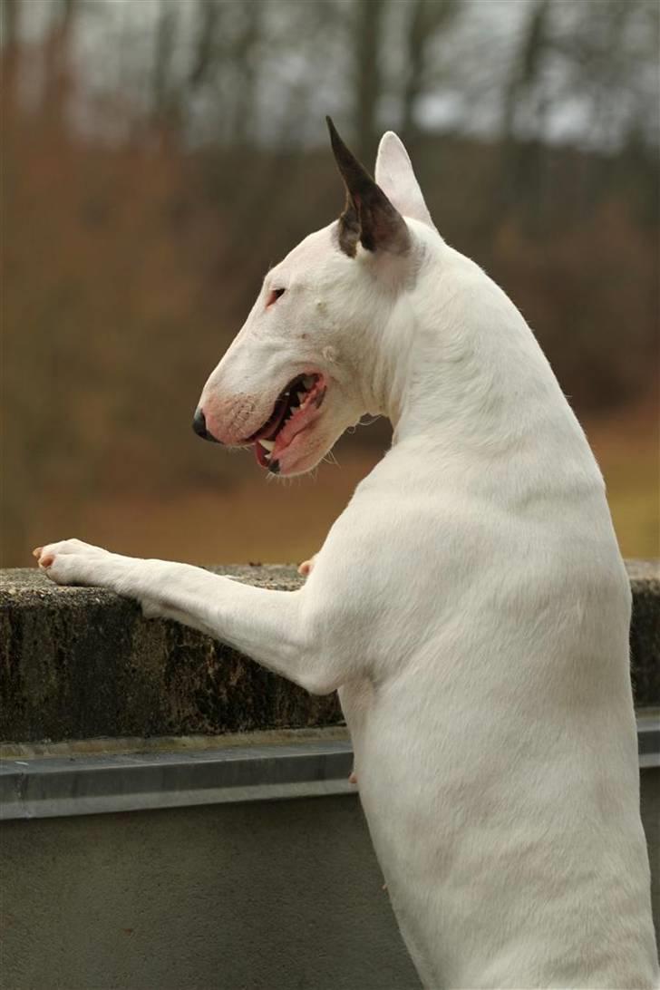 Bullterrier Lulu *himmelhund* - Man har aldrig for travlt til lige at skulle holde øje med ænderne, når man besøger bedste ;O) billede 13