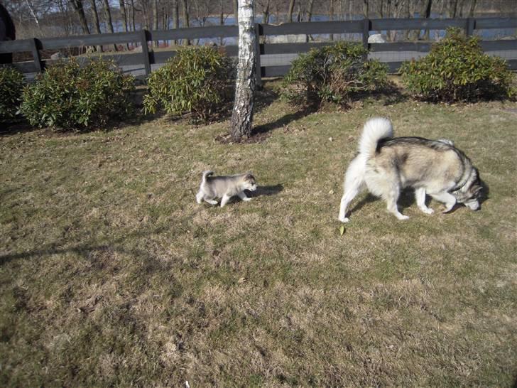 Alaskan malamute Spanto - Genere mor (5 uger) billede 2