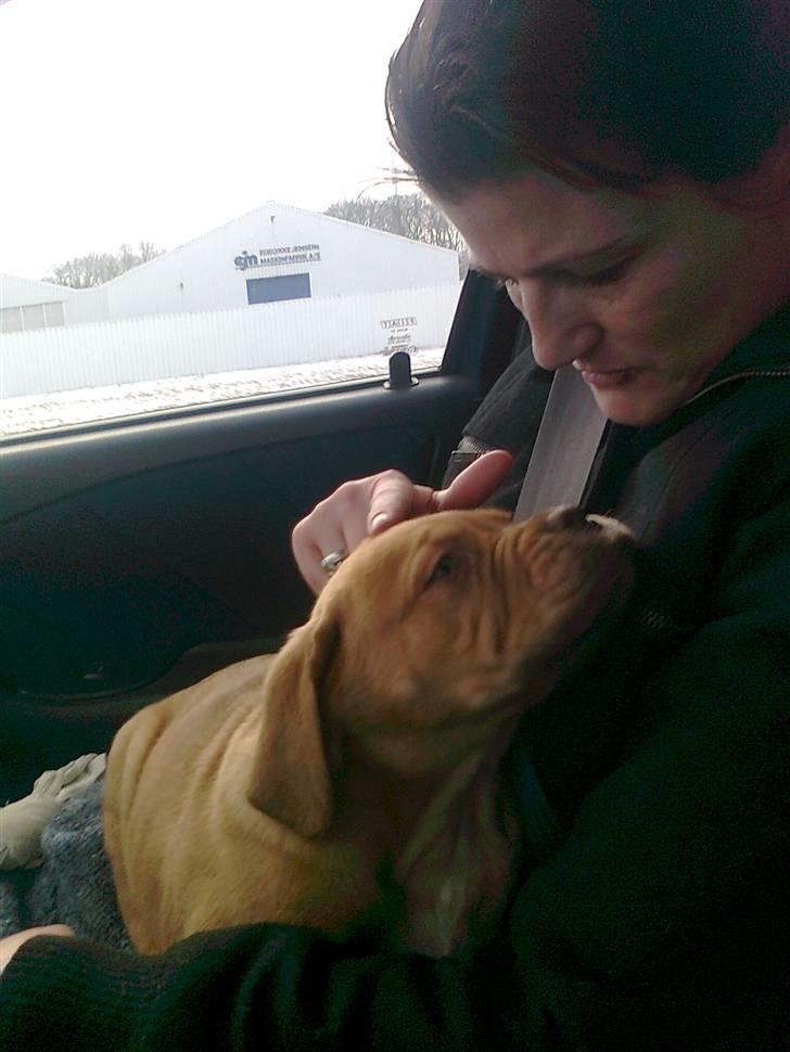 Dogue de bordeaux King ( R.I.P.) billede 5