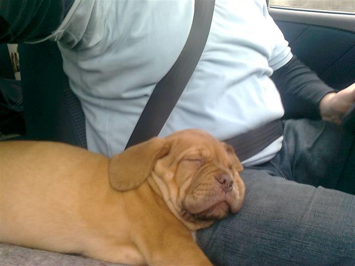 Dogue de bordeaux King ( R.I.P.) billede 6