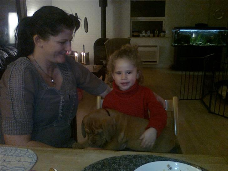 Dogue de bordeaux King ( R.I.P.) billede 7