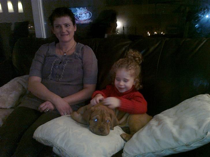 Dogue de bordeaux King ( R.I.P.) billede 8