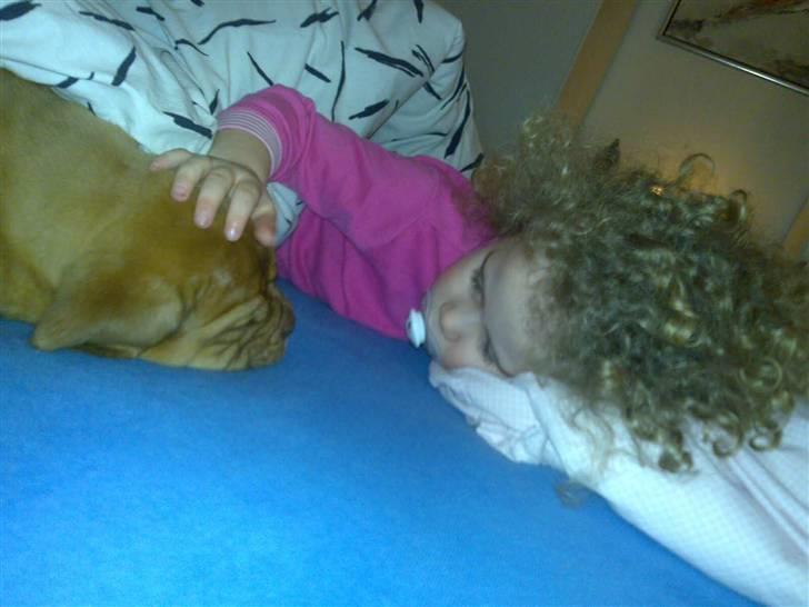 Dogue de bordeaux King ( R.I.P.) billede 9