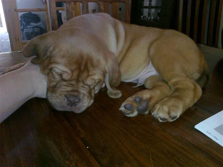 Dogue de bordeaux King ( R.I.P.) billede 10