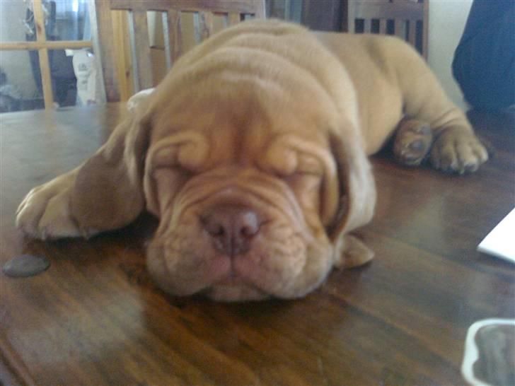 Dogue de bordeaux King ( R.I.P.) billede 11