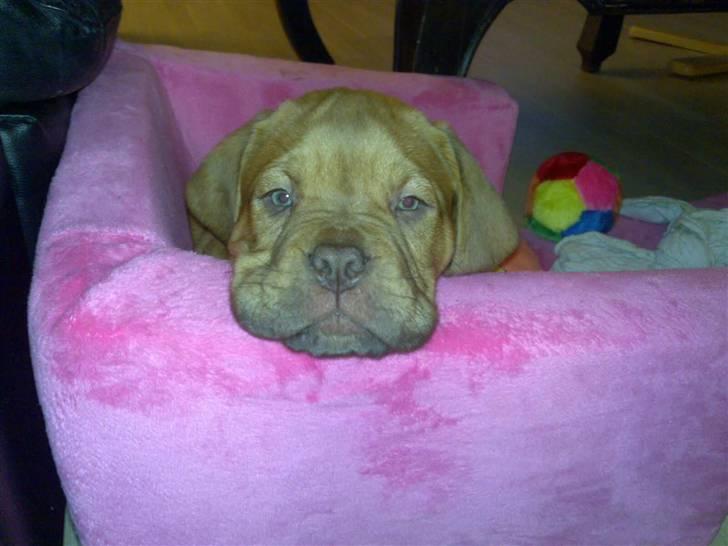 Dogue de bordeaux King ( R.I.P.) billede 12