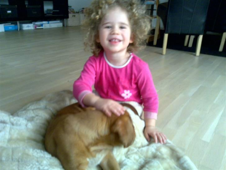 Dogue de bordeaux King ( R.I.P.) billede 13