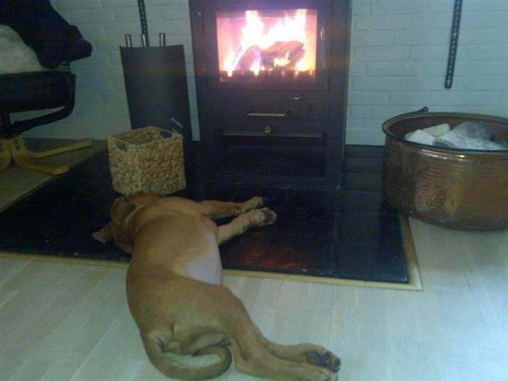 Dogue de bordeaux King ( R.I.P.) billede 14