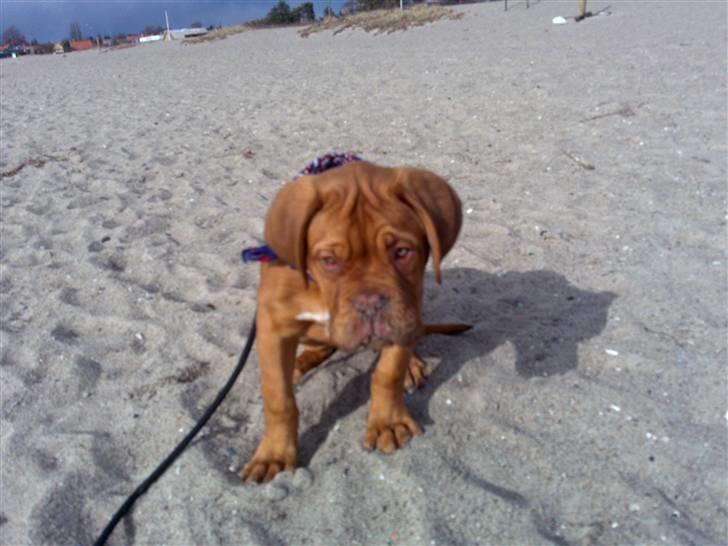 Dogue de bordeaux King ( R.I.P.) billede 15