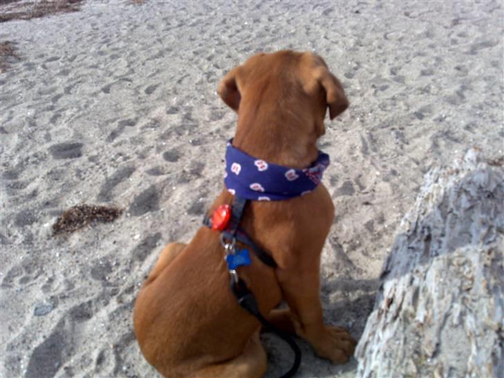 Dogue de bordeaux King ( R.I.P.) billede 16