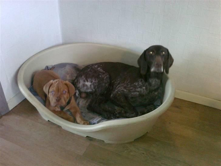 Dogue de bordeaux King ( R.I.P.) billede 17