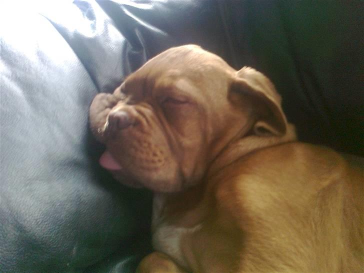 Dogue de bordeaux King ( R.I.P.) billede 18