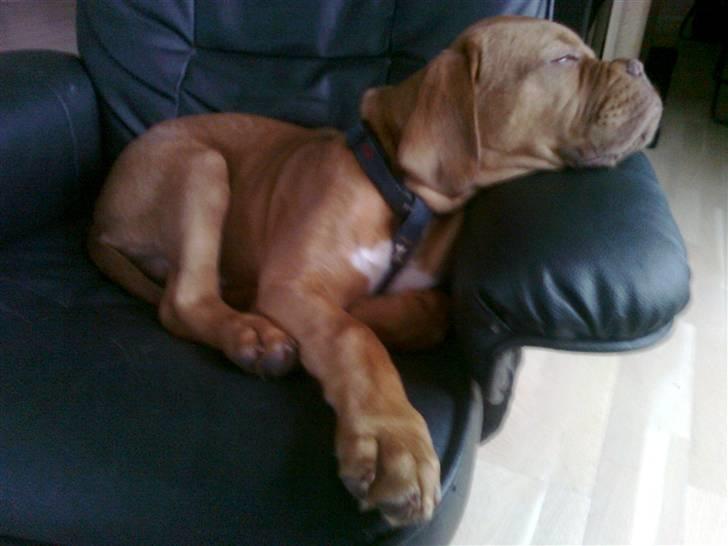 Dogue de bordeaux King ( R.I.P.) billede 19