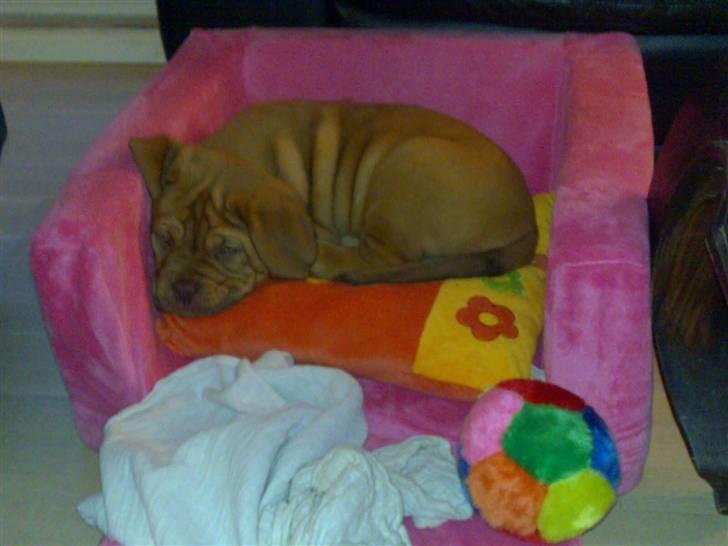 Dogue de bordeaux King ( R.I.P.) billede 20