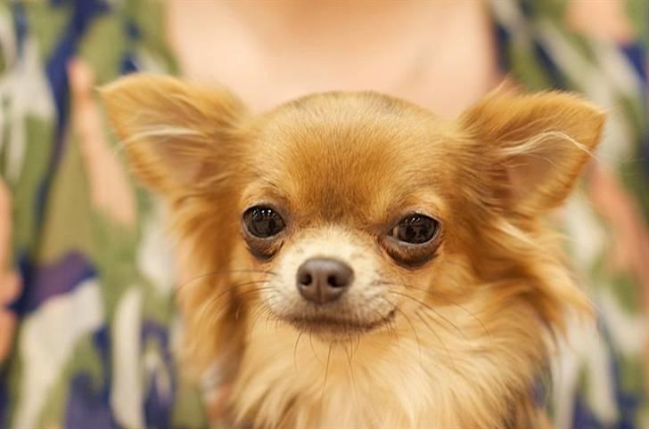 Chihuahua Tikus Le velour bleu - Boogie 8 mdr billede 15