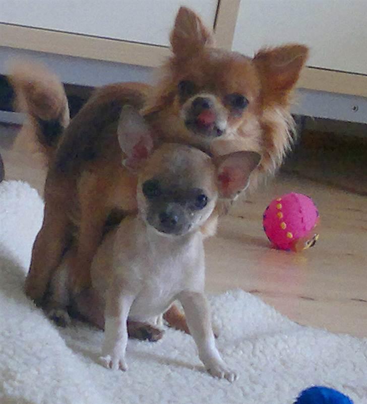 Chihuahua Tikus Le velour bleu billede 18