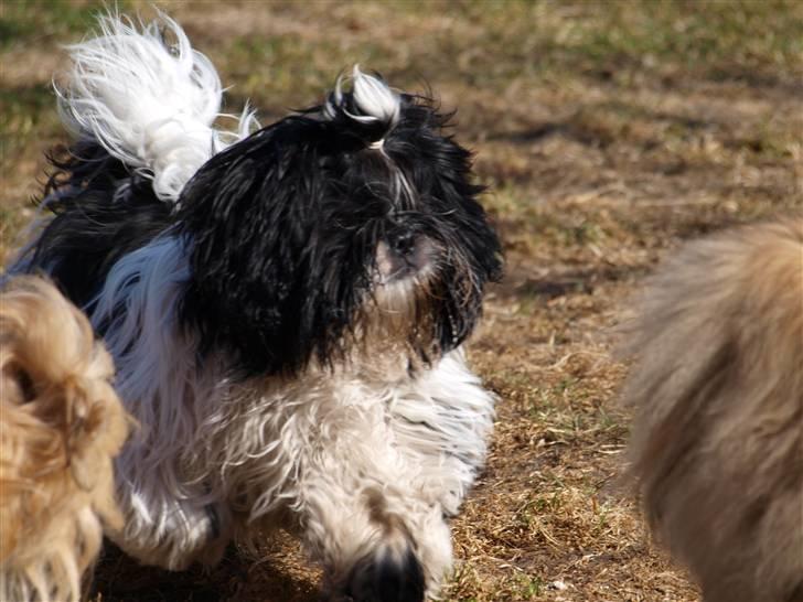 Shih tzu Manse billede 14