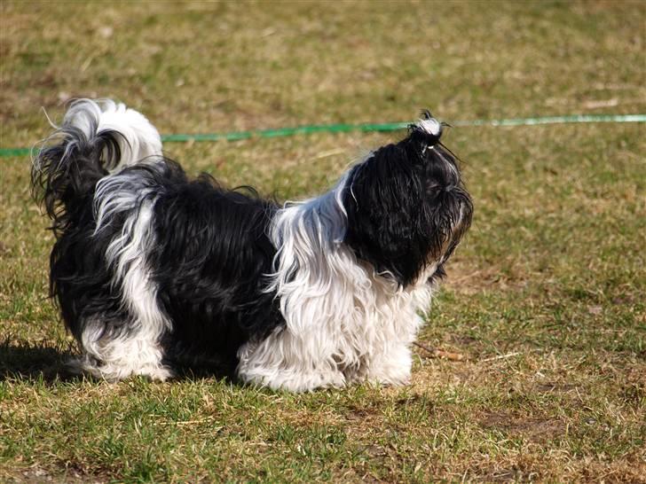 Shih tzu Manse billede 15