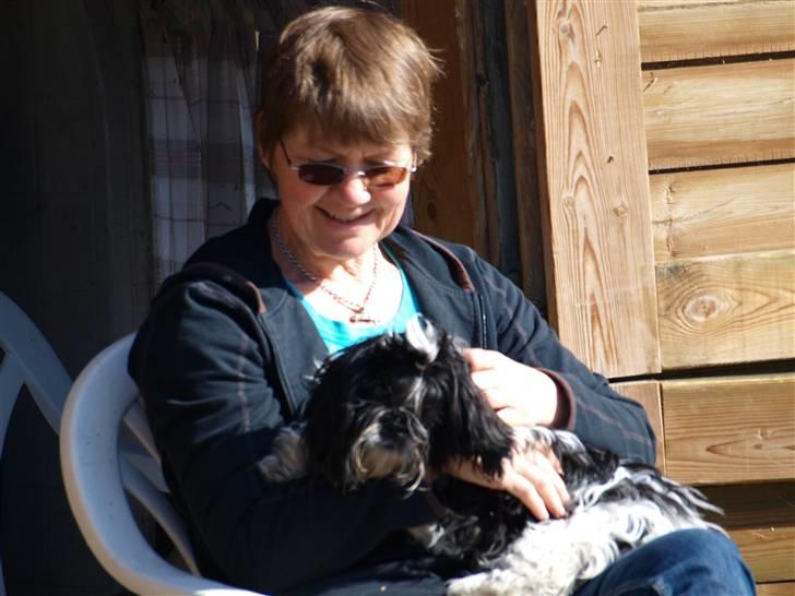 Shih tzu Manse billede 16