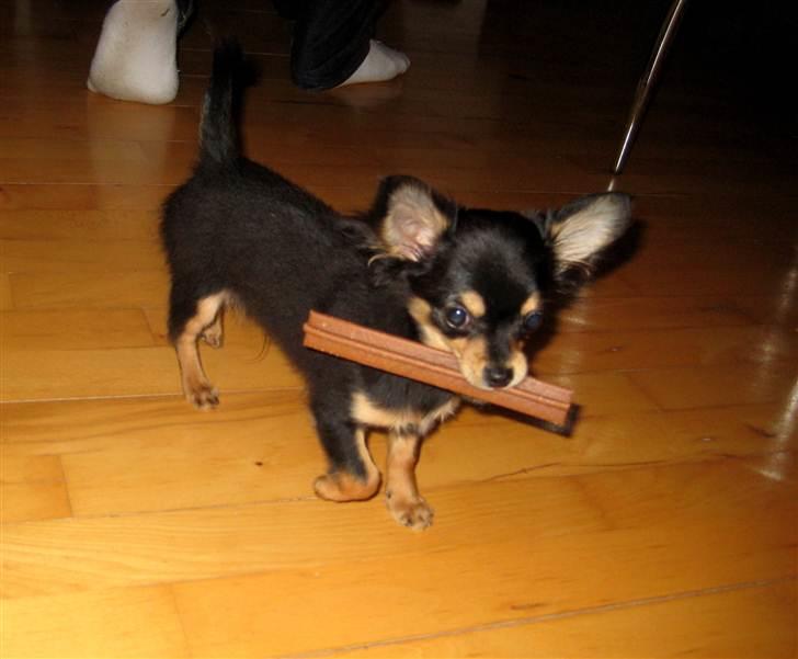 Chihuahua Mickey billede 20