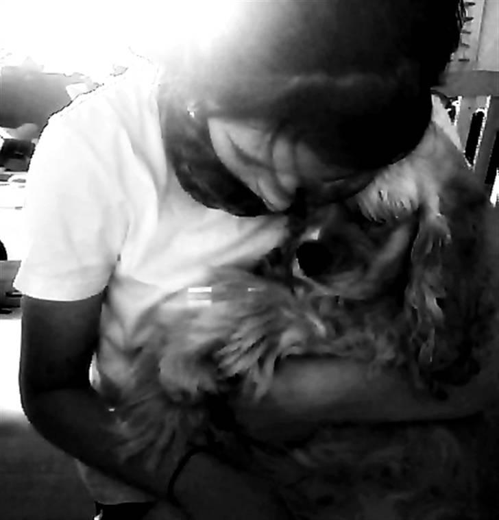 Amerikansk cocker spaniel Sille billede 15