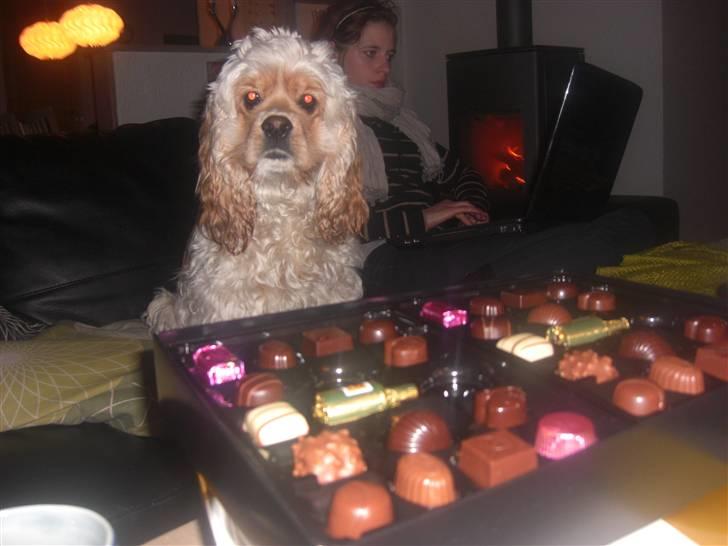 Amerikansk cocker spaniel Sille - ´´Det er altså bare ikke fair, det der!´´  billede 16