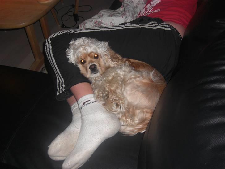 Amerikansk cocker spaniel Sille - Ynglings sted i sofaen :-) billede 17