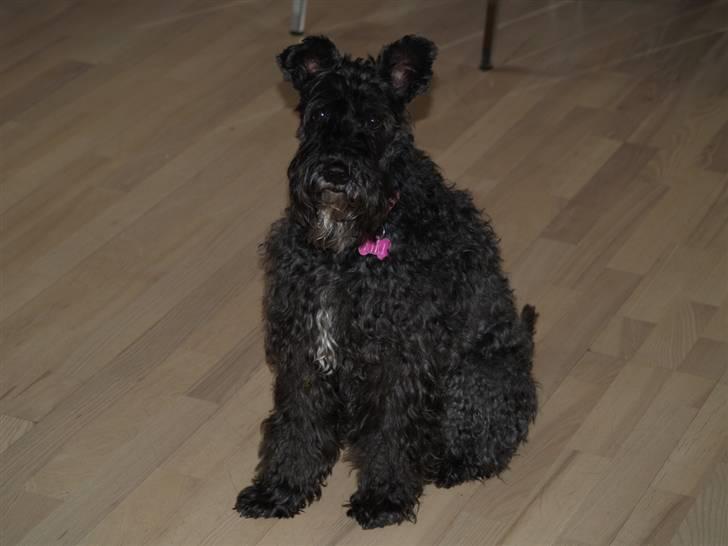 Kerry blue terrier Kordes Unique Dream R.I.P (Kiki) - Sidste billede der blev taget af hende.. 2 uger før hun blev aflivet :´( Du er savnet, min smukke pige. billede 20