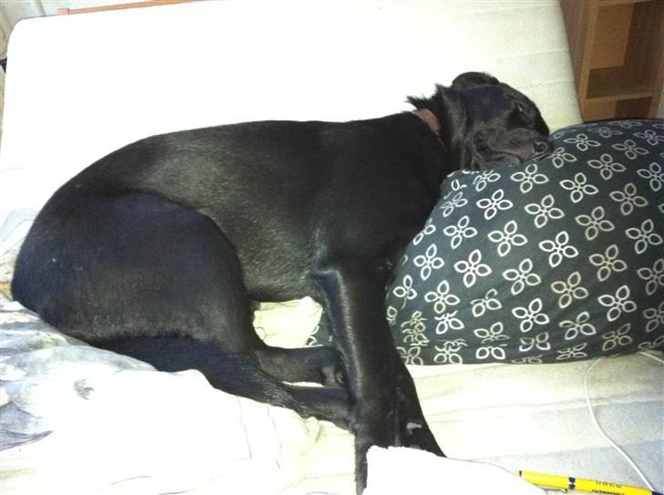 Blanding af racer Bella - Bella er gået kold i sengen :) billede 7