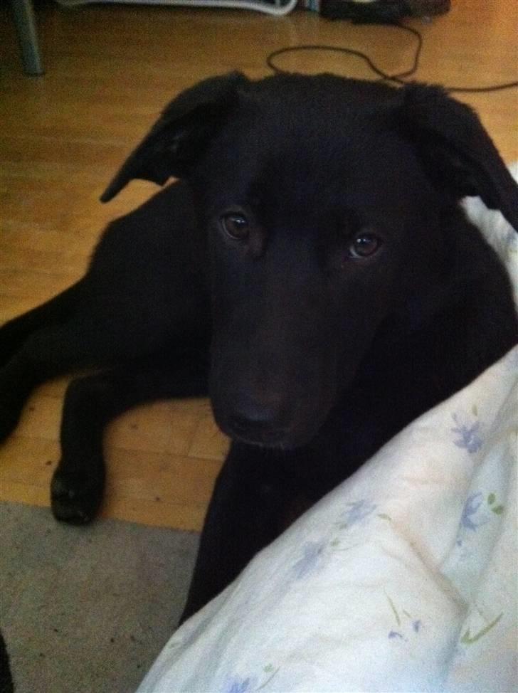 Blanding af racer Bella billede 8