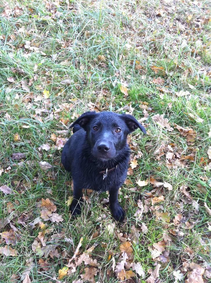 Blanding af racer Bella - så har vi lige været ude og bade...  billede 9