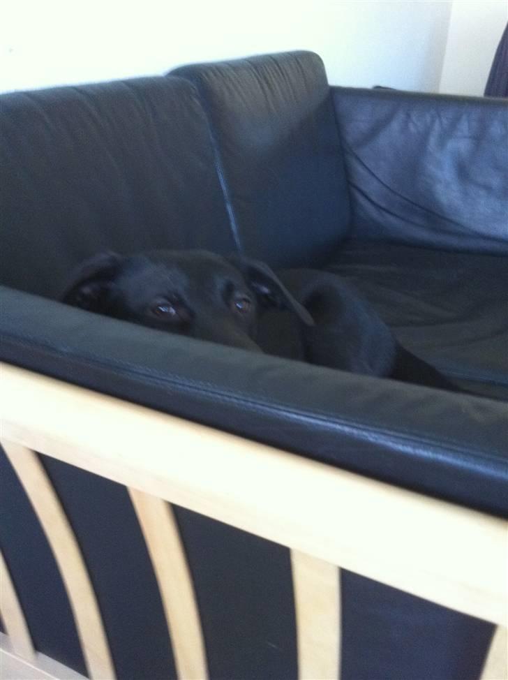 Blanding af racer Bella - Bella prøver og gemme sig i sofaen :) billede 10