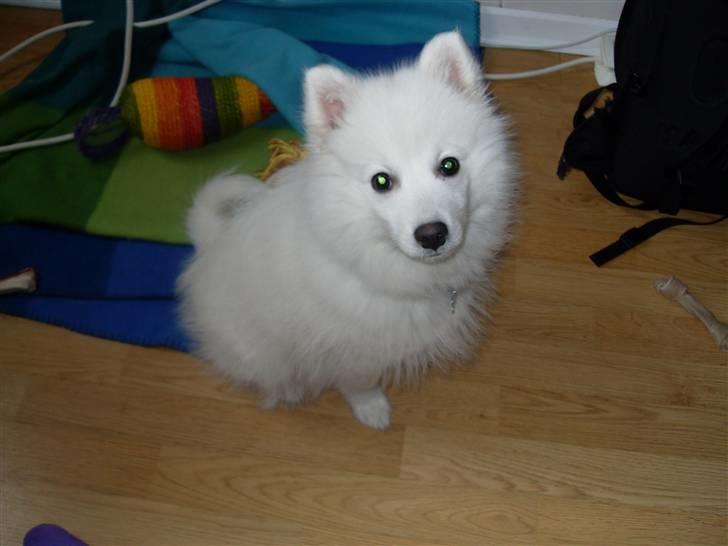 Japansk spids Riki billede 9