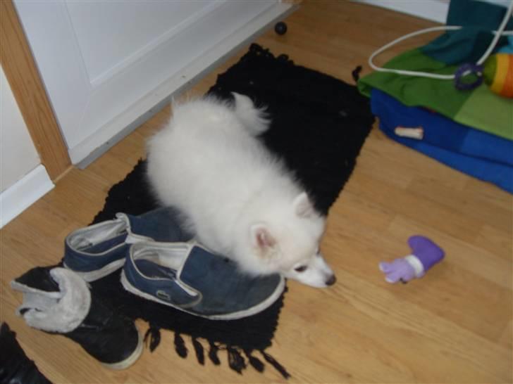 Japansk spids Riki billede 10