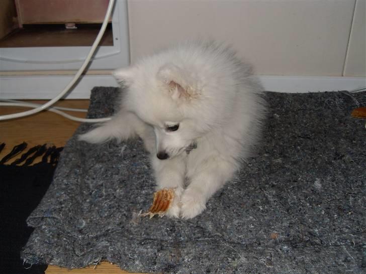 Japansk spids Riki billede 11