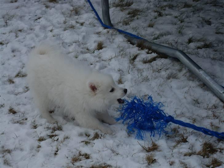 Japansk spids Riki billede 12