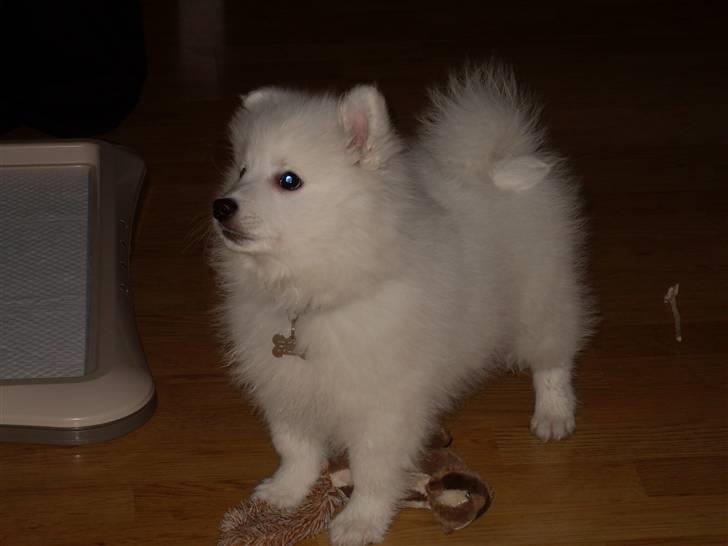 Japansk spids Riki billede 13