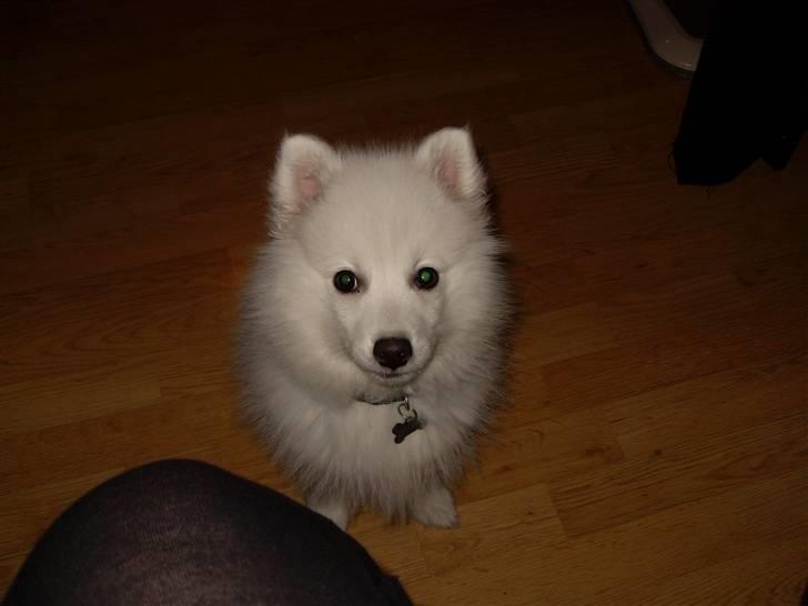 Japansk spids Riki billede 14