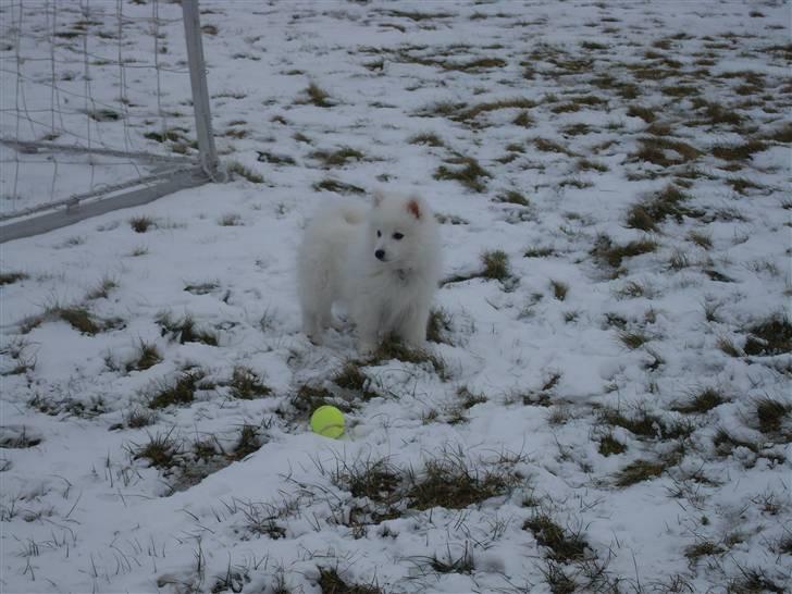 Japansk spids Riki billede 15