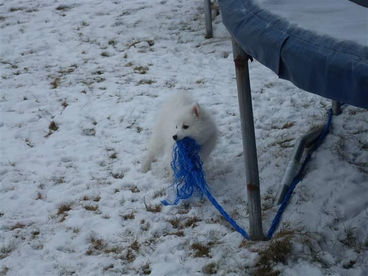 Japansk spids Riki billede 16