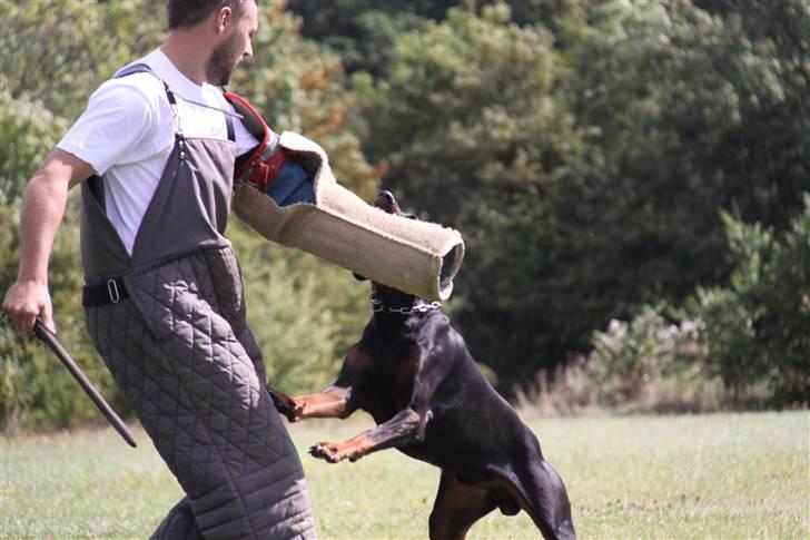 Dobermann Djarco billede 11