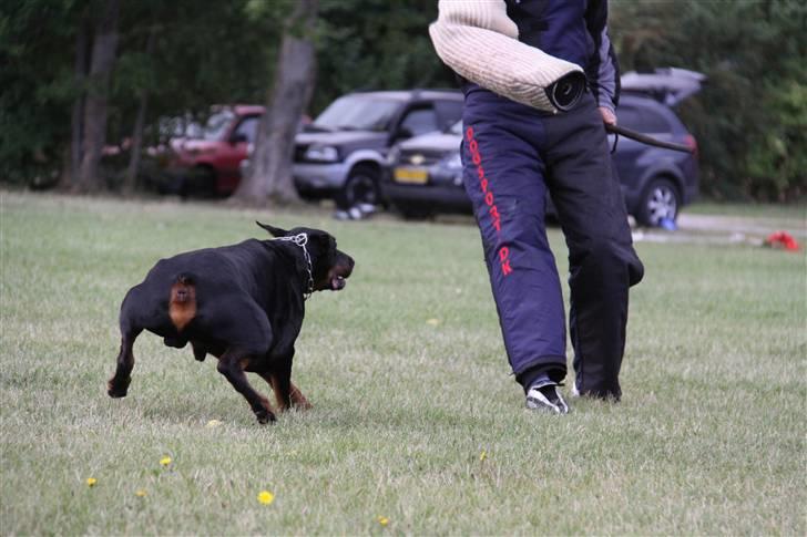 Dobermann Djarco billede 12