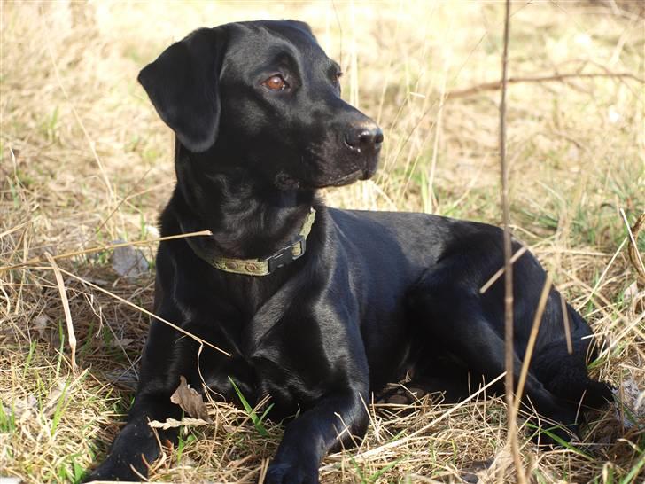 Labrador retriever bessy billede 15