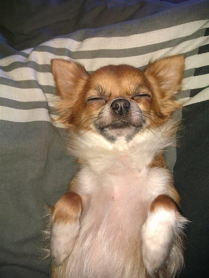 Chihuahua Zanni - Prinsessen der spiller død <3 billede 19