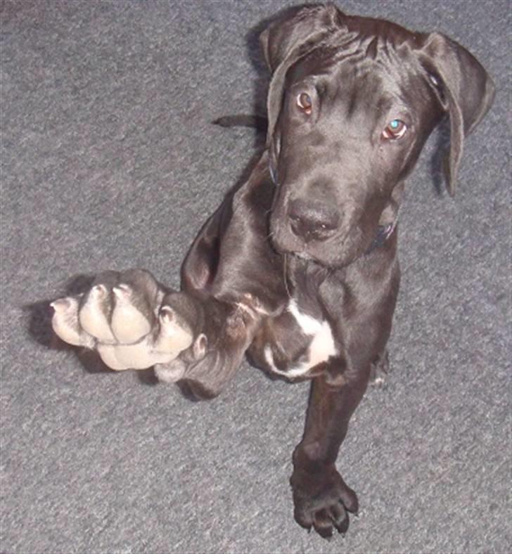 Grand danois Goofy billede 17