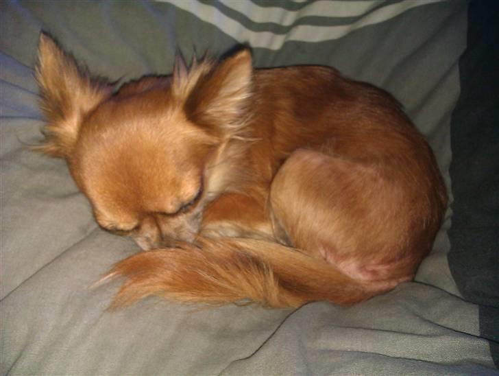 Chihuahua Zanni - Den lille "ræve unge" der gemmer sig bag ved halen :D billede 20