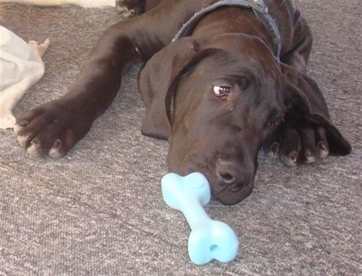 Grand danois Goofy billede 18